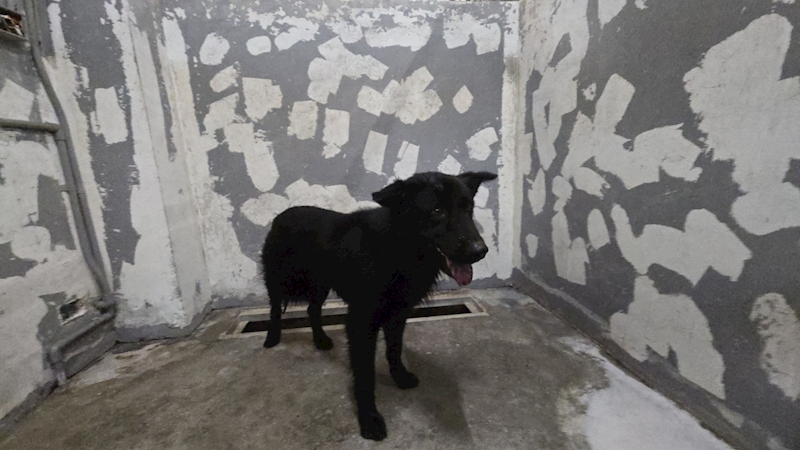 新竹市動物保護教育園區,編號:449350, 混種犬          