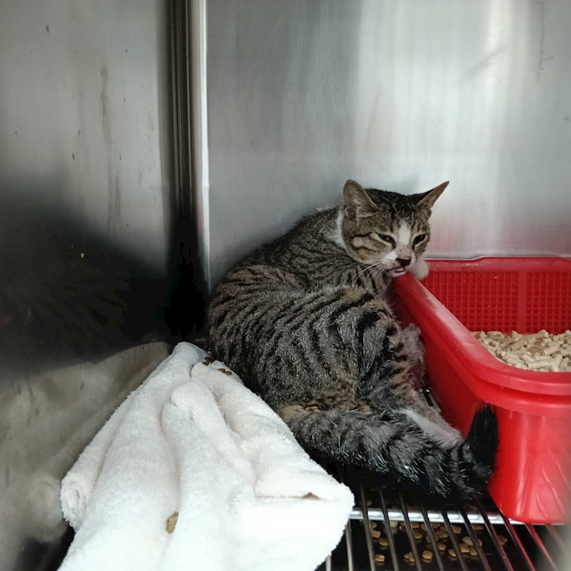 新竹市動物保護教育園區,編號:443862, 混種貓                 