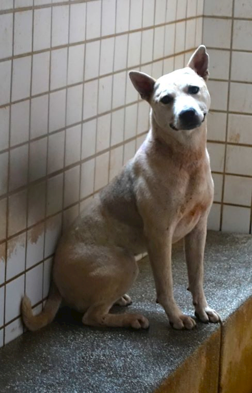 宜蘭縣流浪動物中途之家,編號:449483, 混種犬          