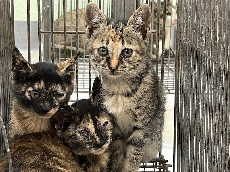 金門縣動物收容中心,編號:449376, 混種貓                 