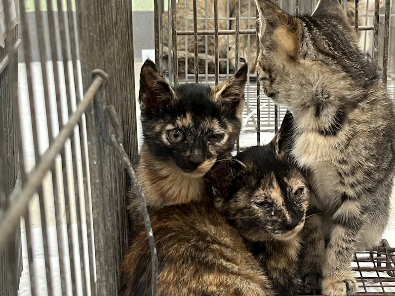 金門縣動物收容中心,編號:449374, 混種貓                 