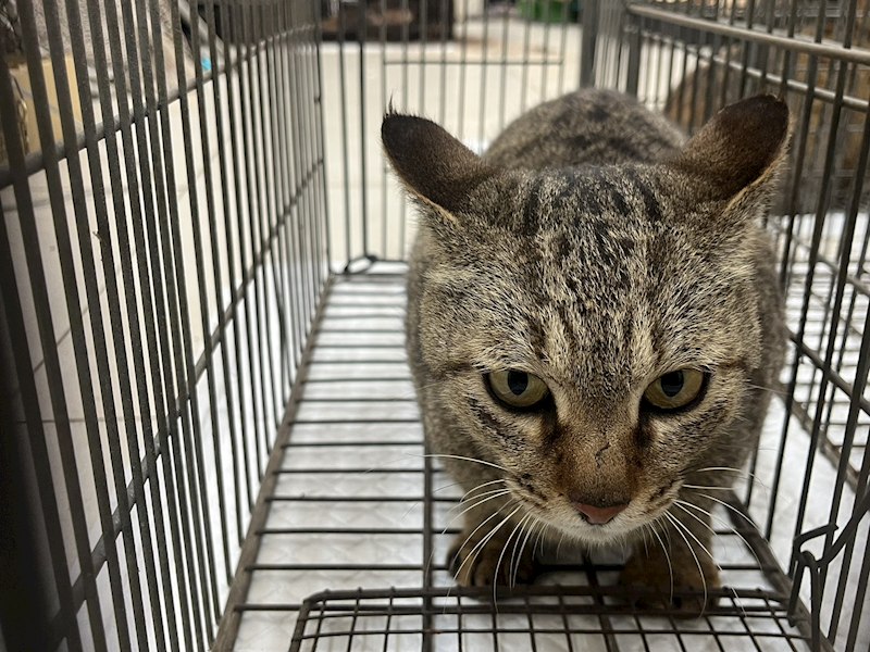 金門縣動物收容中心,編號:449372, 混種貓                 