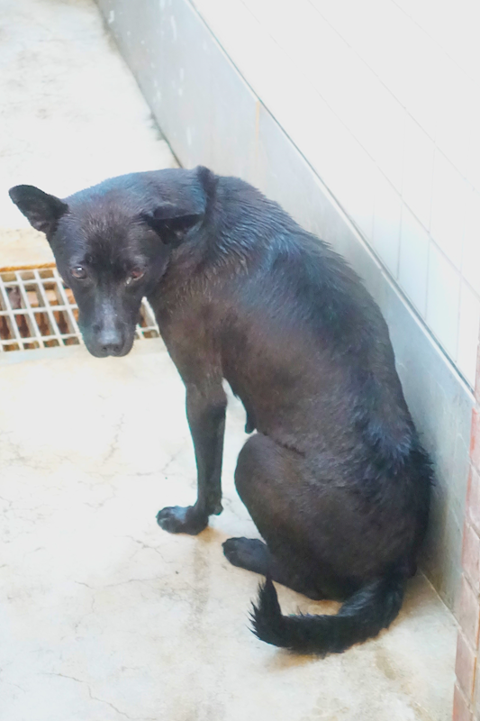 宜蘭縣流浪動物中途之家,編號:449584, 混種犬          