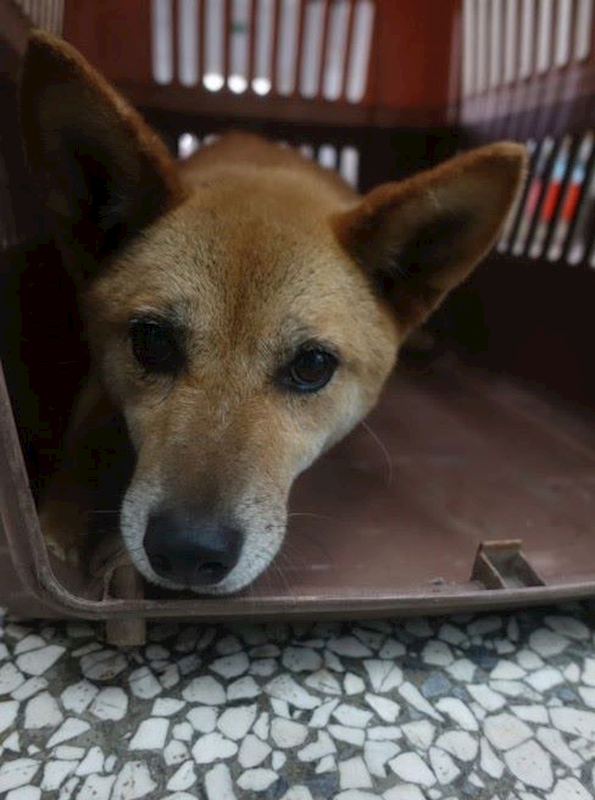 宜蘭縣流浪動物中途之家,編號:449583, 混種犬          