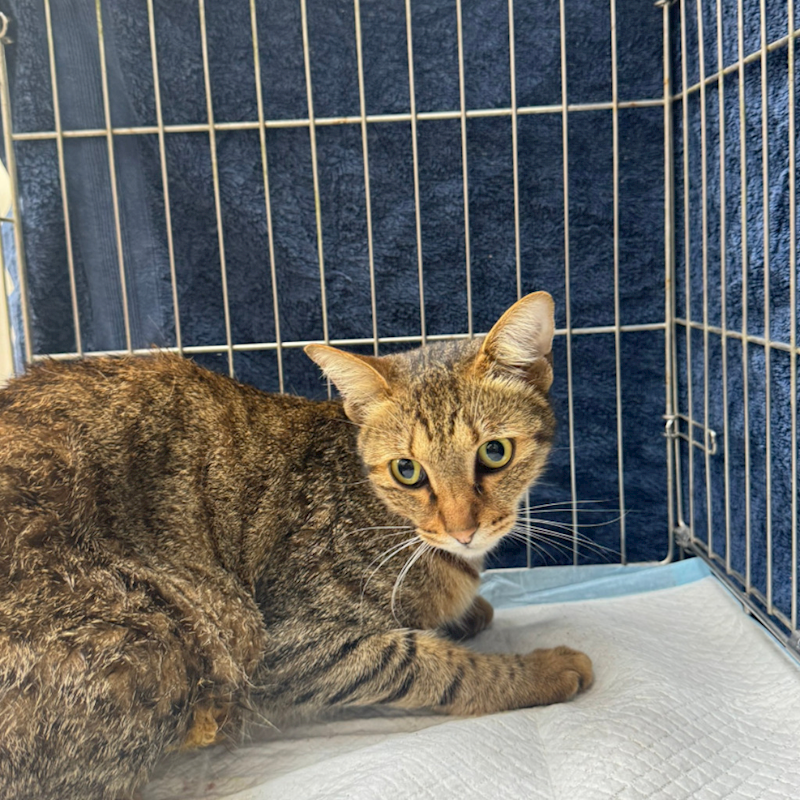 新北市八里區公立動物之家,編號:449573, 混種貓                 