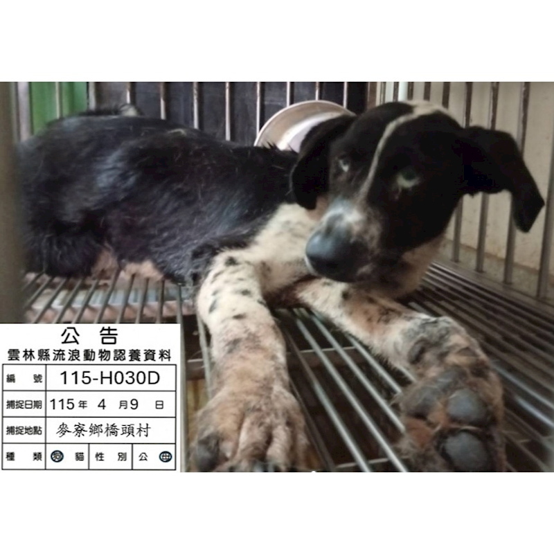雲林縣流浪動物收容所,編號:449026, 混種犬          