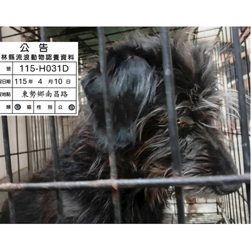 雲林縣流浪動物收容所,編號:449027, 混種犬          