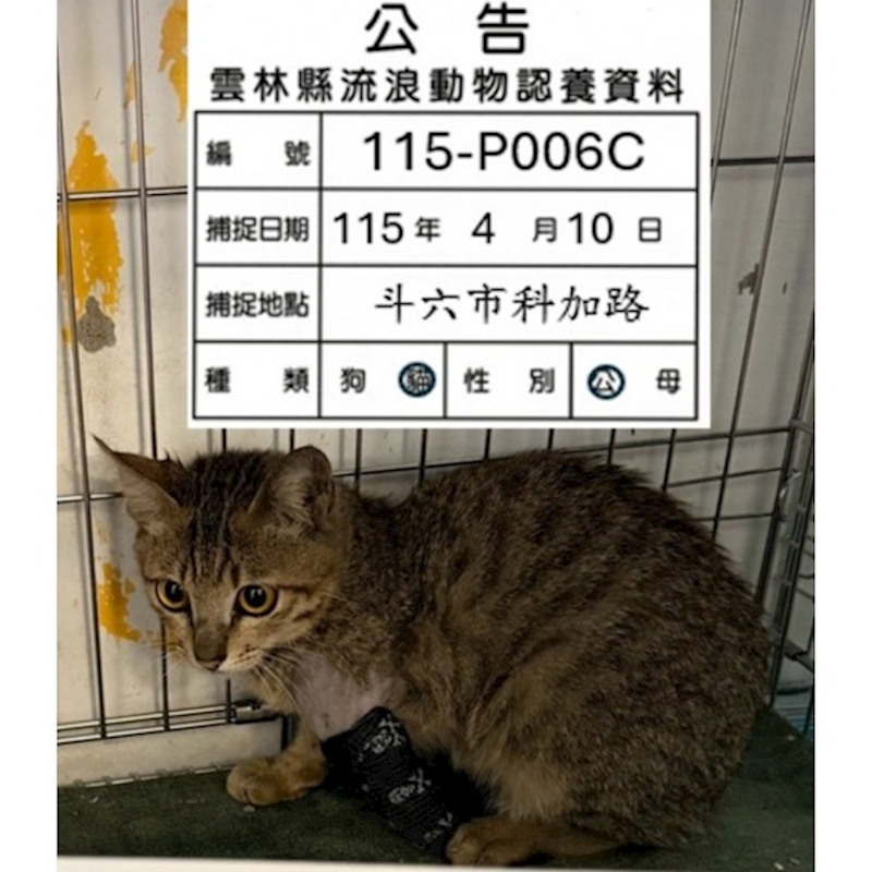 雲林縣流浪動物收容所,編號:449029, 混種貓                 
