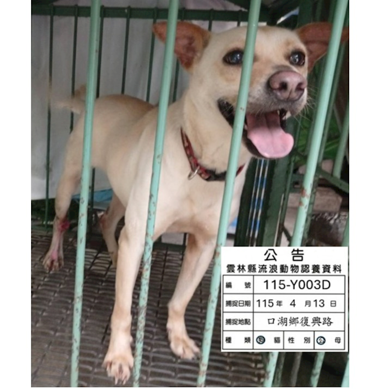 雲林縣流浪動物收容所,編號:449030, 混種犬          