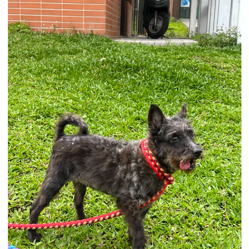 新北市瑞芳區公立動物之家,編號:444110, 混種犬          