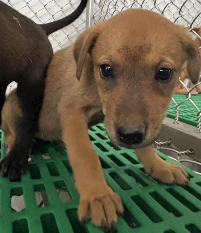 臺東縣動物收容中心,編號:449538, 混種犬          
