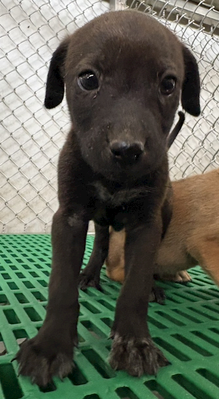 臺東縣動物收容中心,編號:449537, 混種犬          