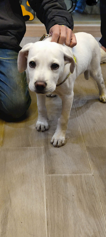 新北市中和區公立動物之家,編號:449641, 混種犬          