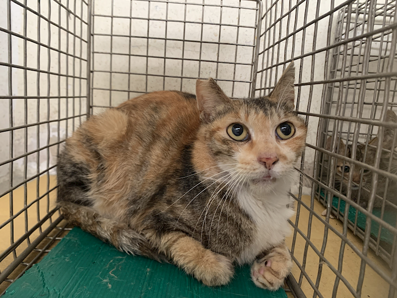 臺北市動物之家,編號:449630, 混種貓                 