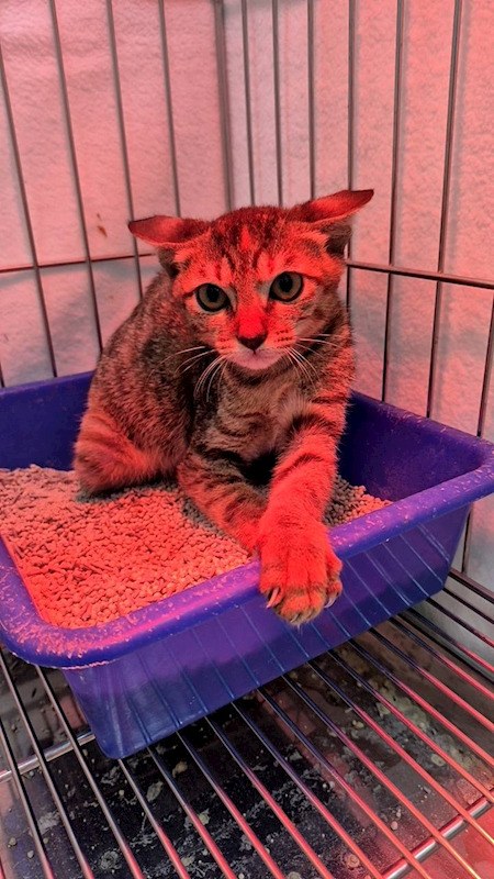新北市八里區公立動物之家,編號:427506, 混種貓                 