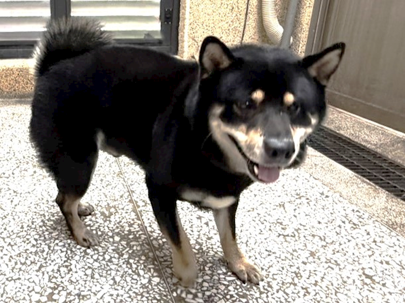 高雄市壽山動物保護教育園區,編號:449714, 柴犬                  