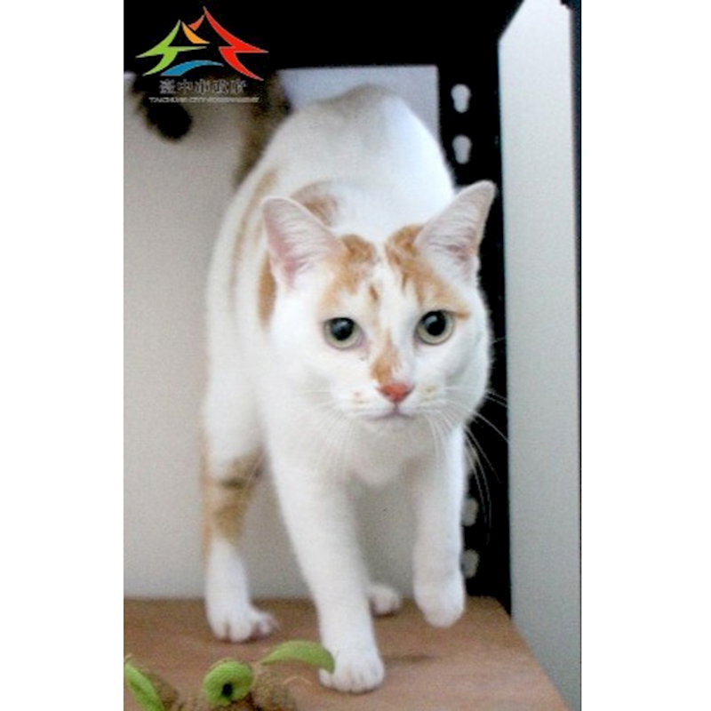 臺中市動物之家后里園區,編號:445811, 混種貓                 