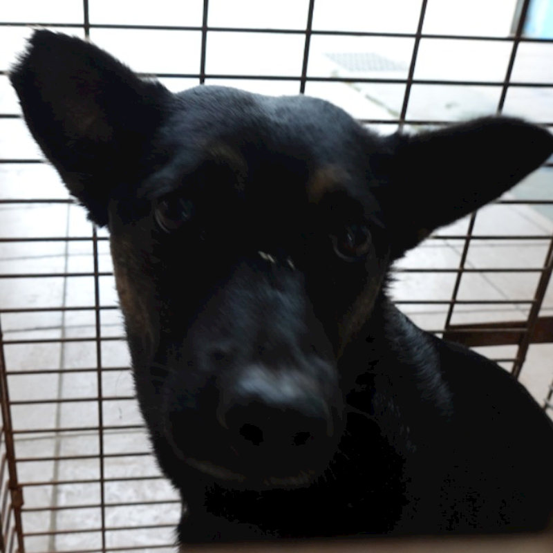 臺南市動物之家灣裡站,編號:436593, 混種犬          