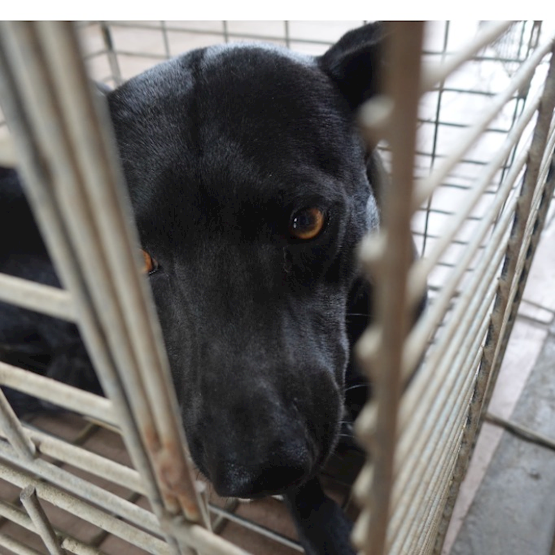 臺南市動物之家灣裡站,編號:427508, 混種犬          