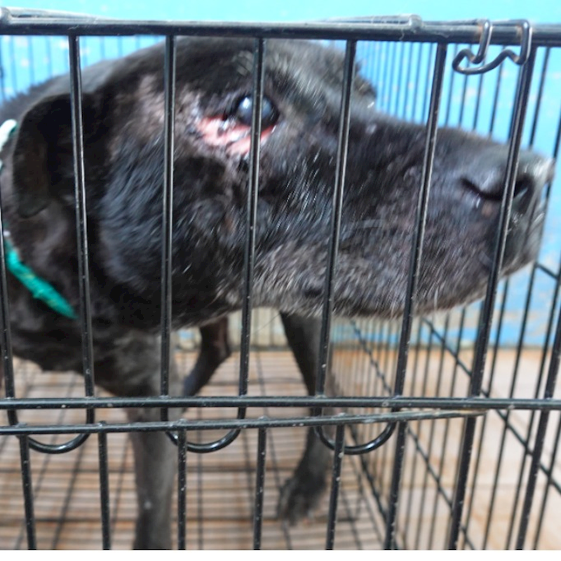 臺南市動物之家灣裡站,編號:390221, 混種犬          