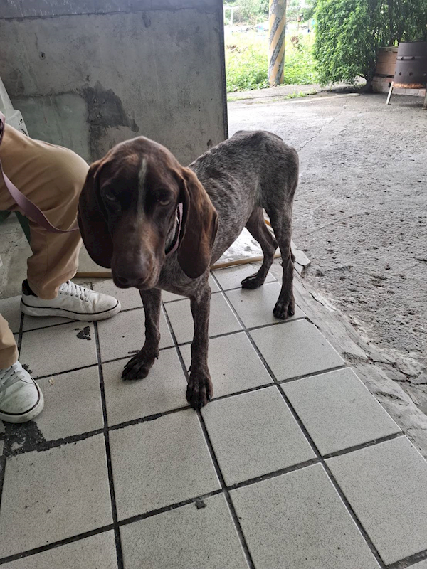 苗栗縣動物保護教育園區,編號:449381, 波音達指示犬(英系)
