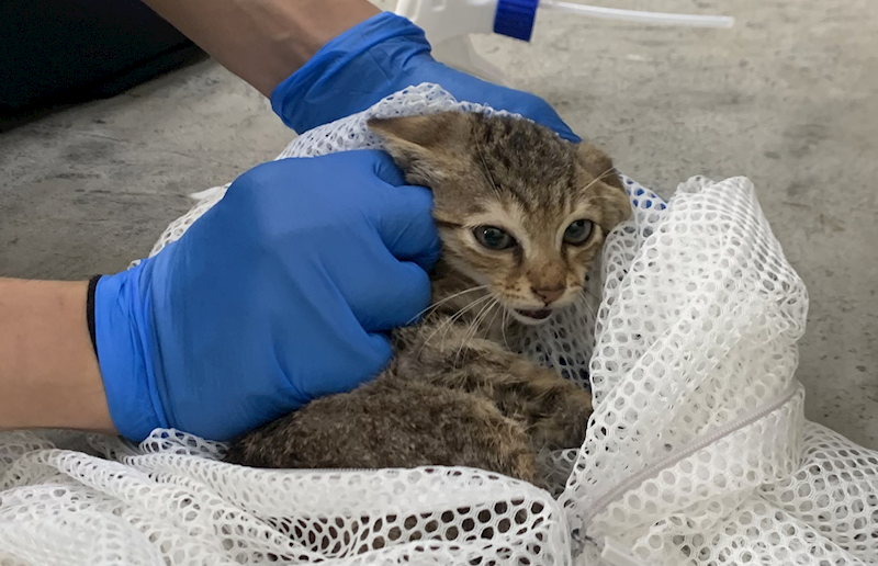 臺北市動物之家,編號:449631, 混種貓                 