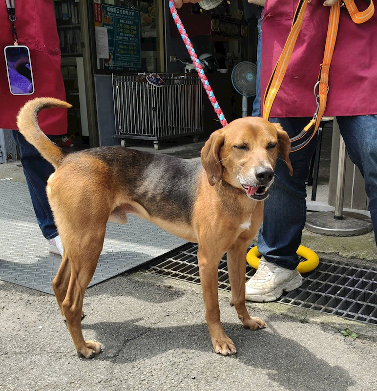 新北市板橋區公立動物之家,編號:449682, 混種犬          