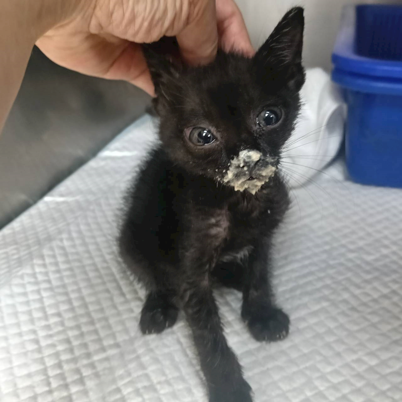 新竹市動物保護教育園區,編號:449747, 混種貓                 