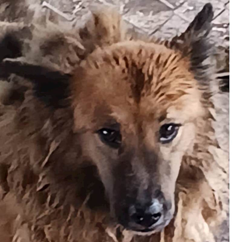 雲林縣流浪動物收容所,編號:44235, 混種犬          