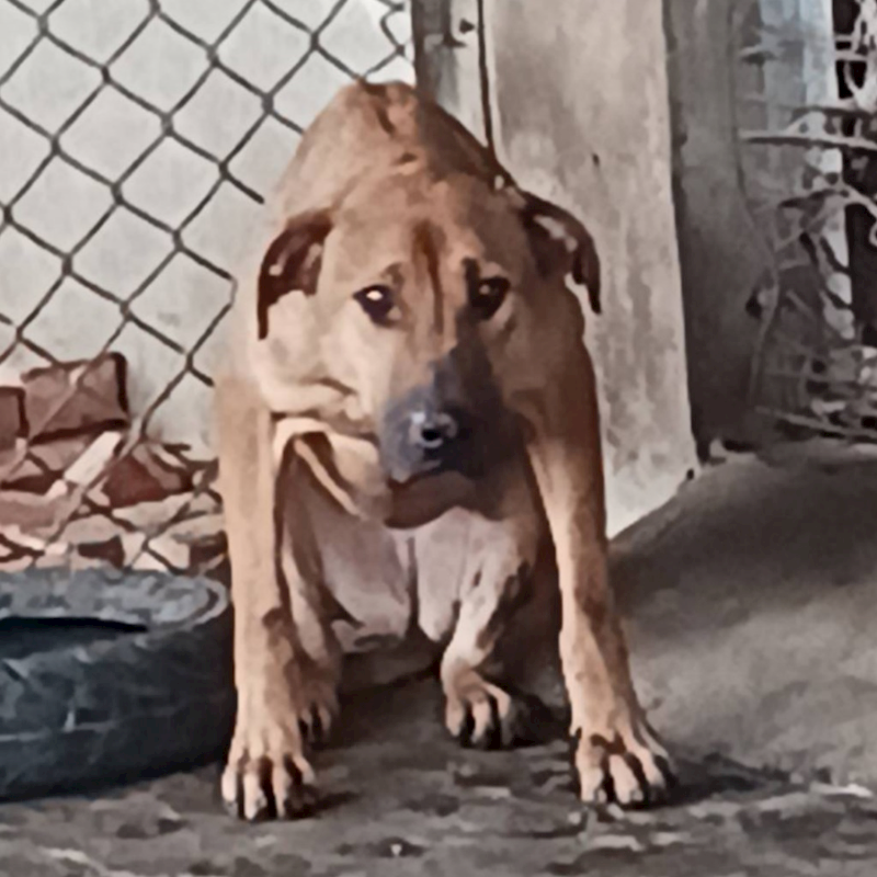 雲林縣流浪動物收容所,編號:329859, 混種犬          