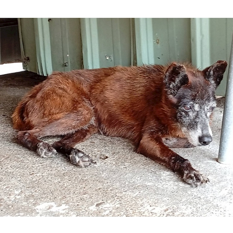 雲林縣流浪動物收容所,編號:27921, 混種犬          