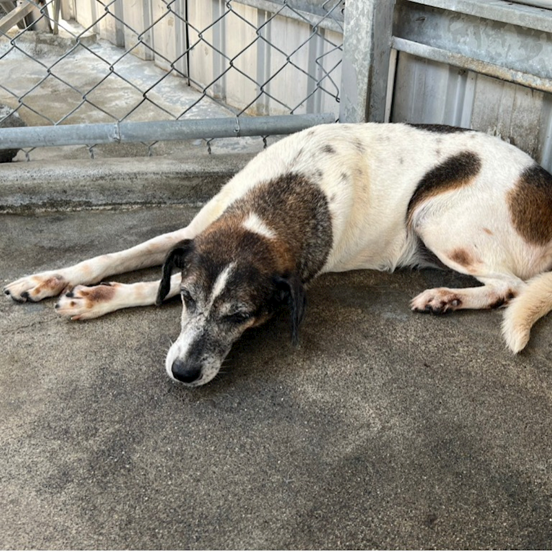 雲林縣流浪動物收容所,編號:347849, 混種犬          