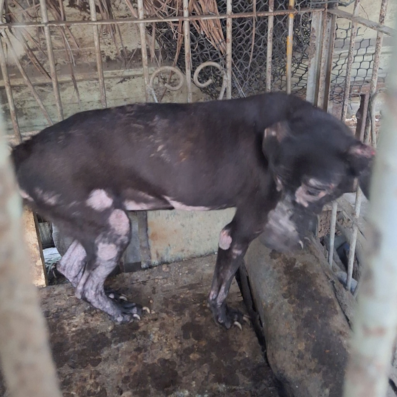 雲林縣流浪動物收容所,編號:134697, 混種犬          