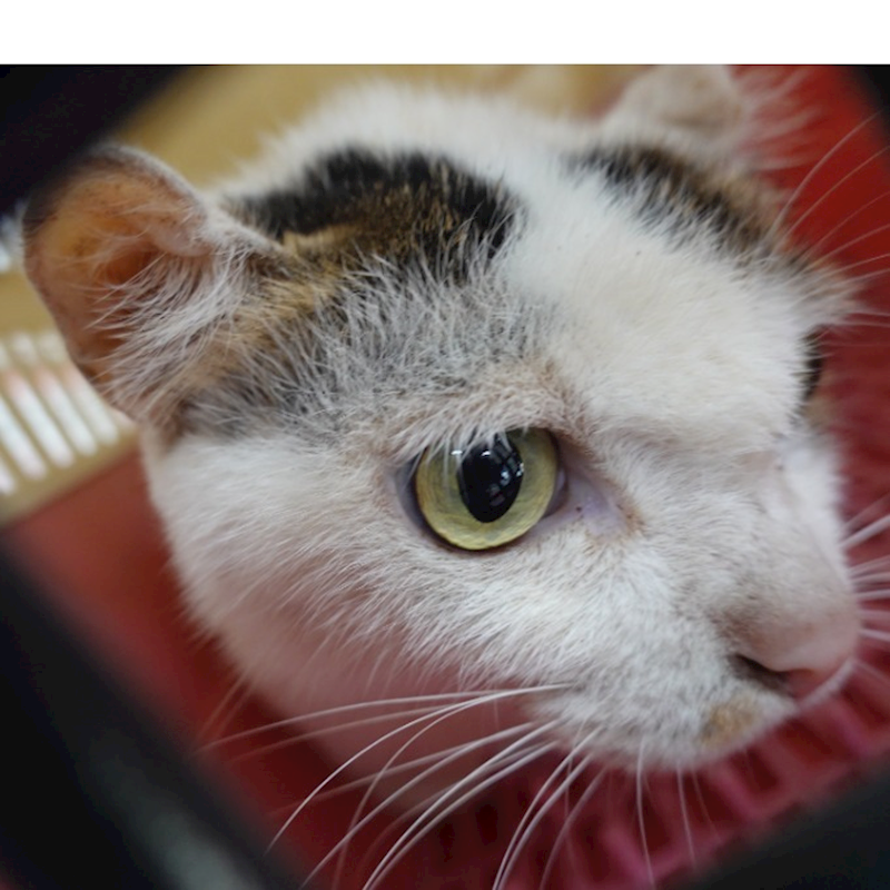 臺南市動物之家灣裡站,編號:441932, 混種貓                 