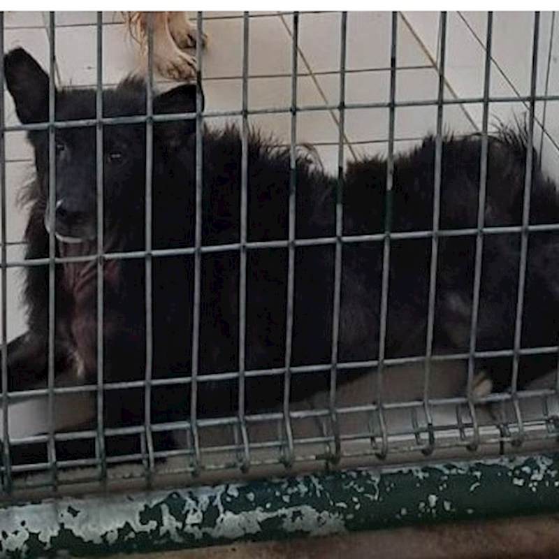 連江縣動物之家,編號:127965, 混種犬          