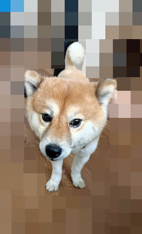 嘉義市動物保護教育園區,編號:450034, 柴犬                  