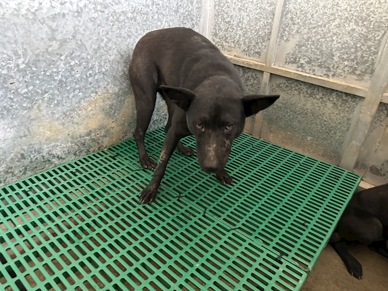 桃園市動物保護教育園區,編號:450018, 混種犬          