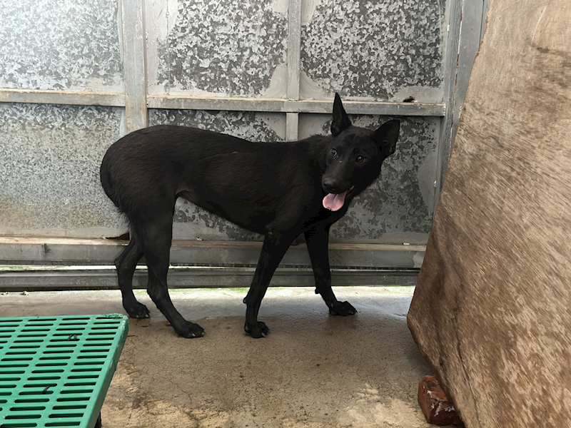 桃園市動物保護教育園區,編號:450024, 混種犬          