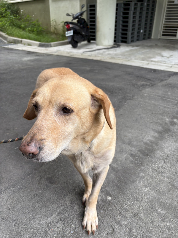 基隆市寵物銀行,編號:449943, 混種犬          
