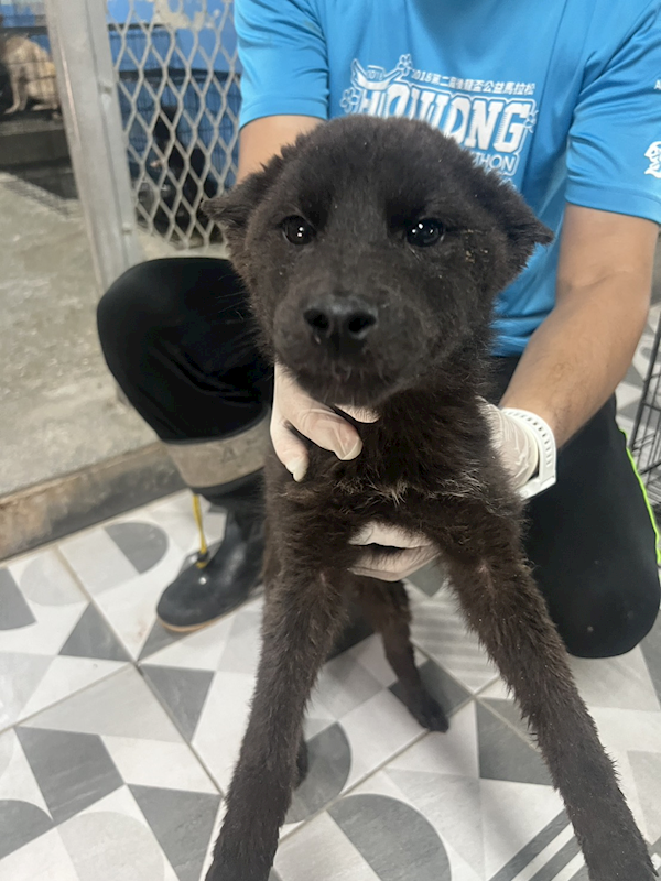 苗栗縣動物保護教育園區,編號:450010, 混種犬          