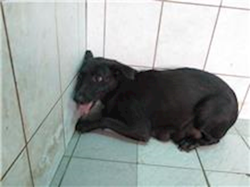 南投縣公立動物收容所,編號:26399, 混種犬          