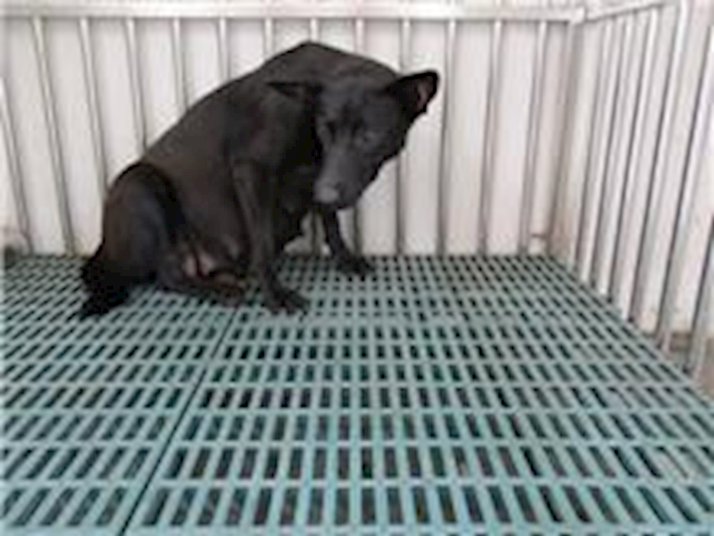 南投縣公立動物收容所,編號:26394, 混種犬          