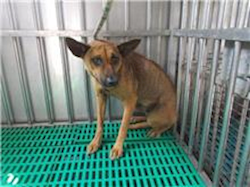 南投縣公立動物收容所,編號:26406, 混種犬          