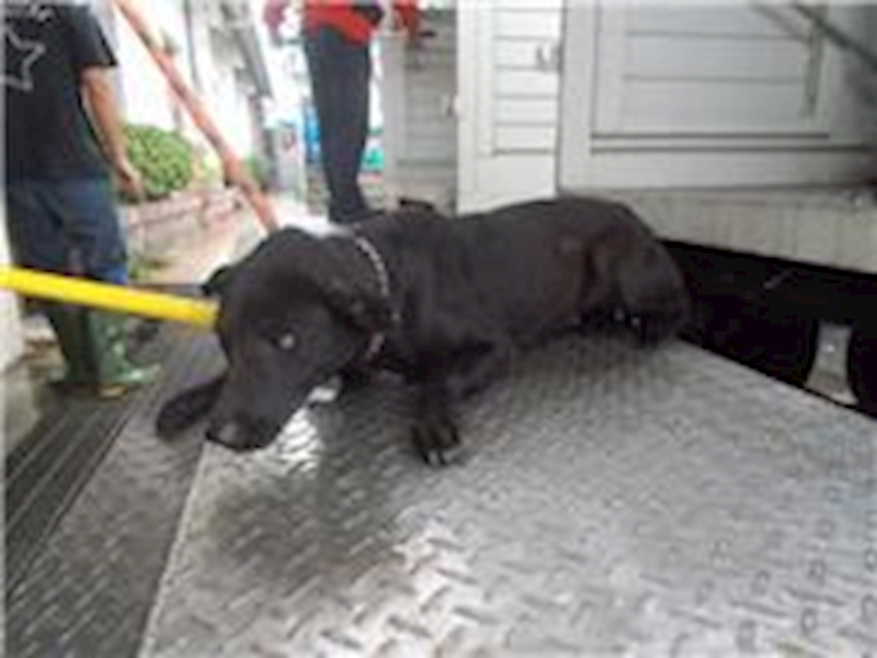 南投縣公立動物收容所,編號:28601, 混種犬          
