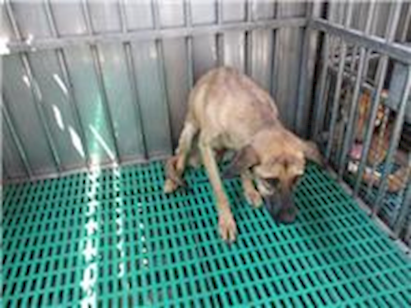 南投縣公立動物收容所,編號:26392, 混種犬          