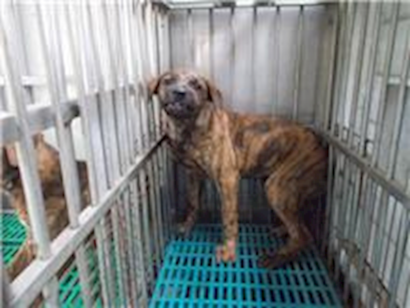 南投縣公立動物收容所,編號:26402, 混種犬          