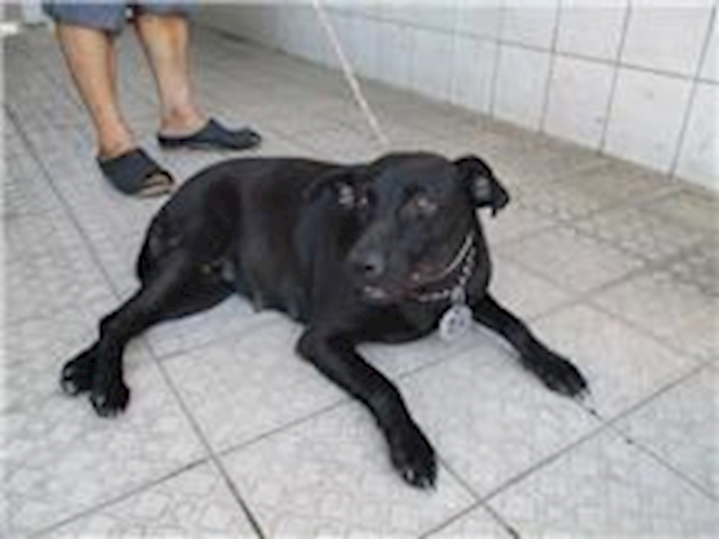 南投縣公立動物收容所,編號:26395, 混種犬          