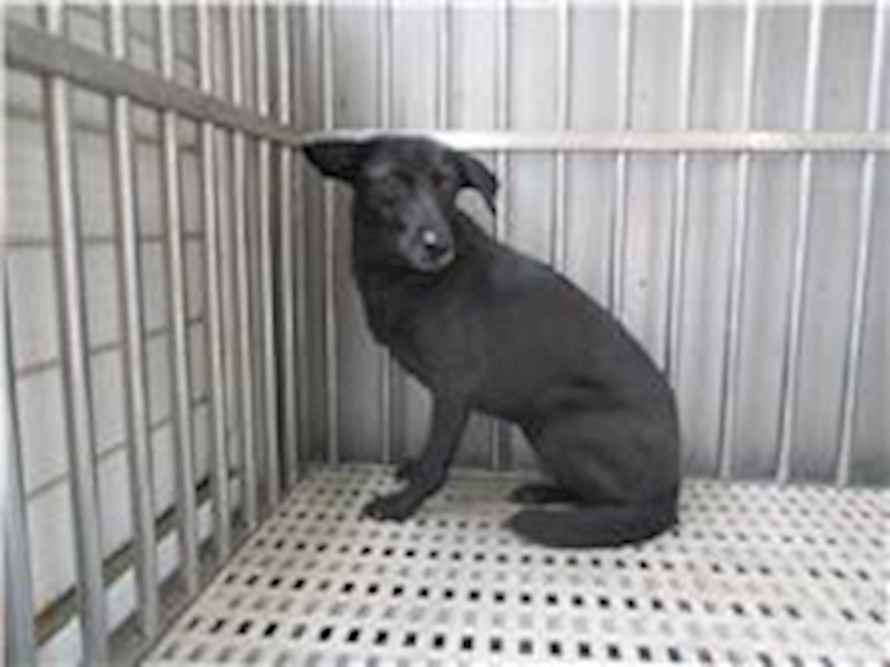 南投縣公立動物收容所,編號:221997, 混種犬          