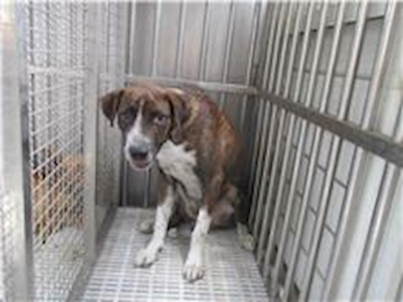 南投縣公立動物收容所,編號:212741, 混種犬          
