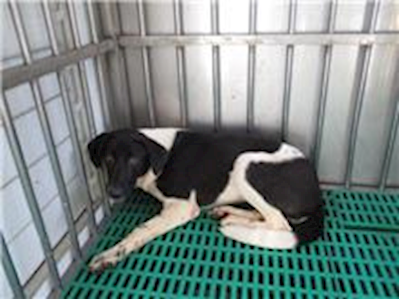 南投縣公立動物收容所,編號:26400, 混種犬          